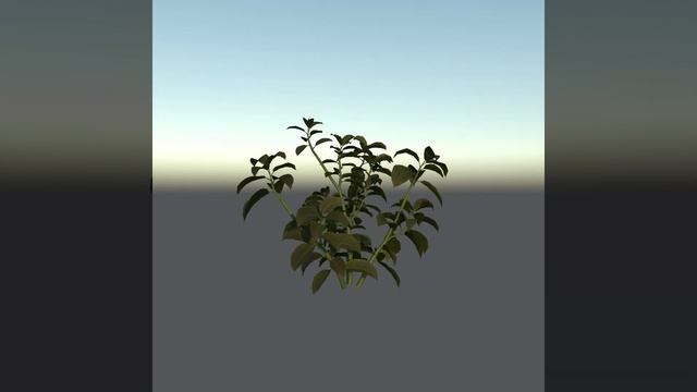 Growing hydrangea