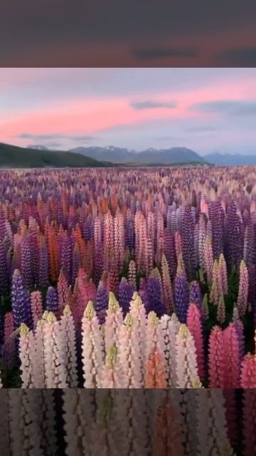 Flowering Lupins, New Zealand(Цветение люпинов, Новая Зеландия)
