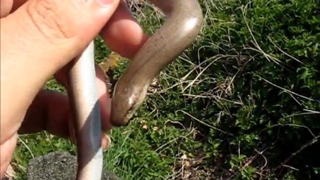 All 4 widespread reptiles of the U.K.