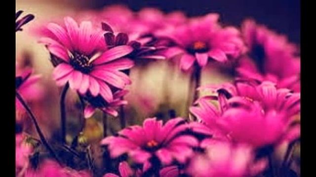 Pink Wallpaper