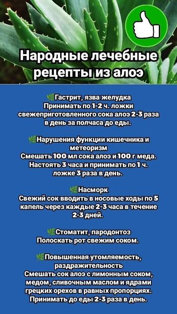 Народные Лечебные Рецепты Из Алоэ? А Вы Знали?