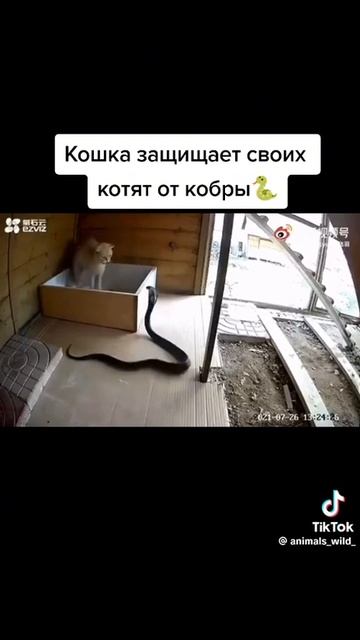 Материнский инстинкт