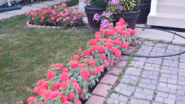 Zinnia Magellan coral