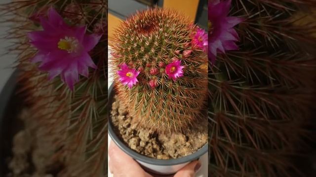 Mammillaria Red-Headed Cactus in Bloom