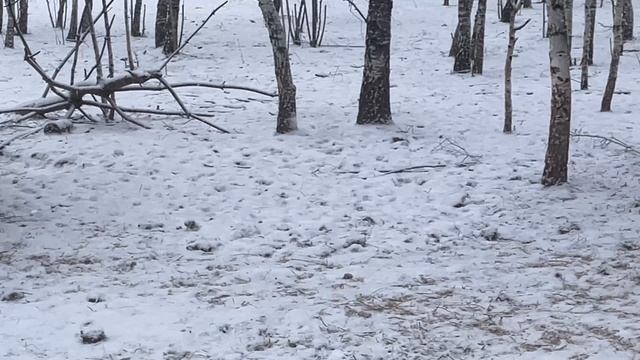 Охота на Кабана