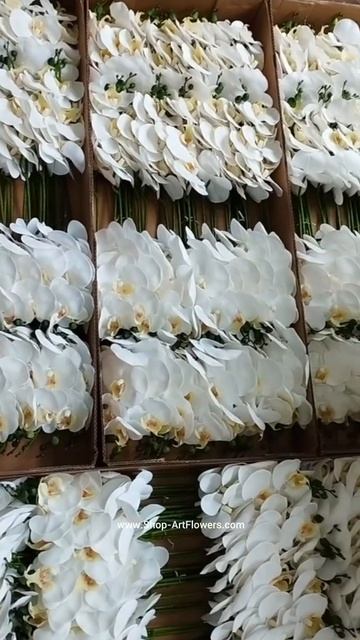 Проучили свежую партию наших красавиц - белых орхидей Фаленопсис 5 и 9 бутонов в ветке 💐
