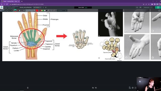 Agora.community - 02 - Anatomy & Range of Motion