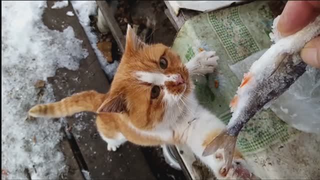 Долгожданная рыба!