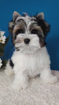 Бивер, мальчик в продаже