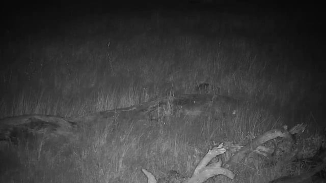 Djuma: White-tailed Mongoose - 18:12 - 04/21/19