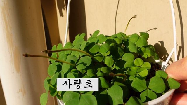 [환희사랑 VLOG]제라늄 삽목 쉬워요/소요산 단풍구경/하트 알로카시아/칼라데아/가을 끝자락~(주부TV)베란다정원