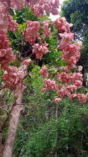എന്റെ മൊസാന്ത പൂക്കൾ കണ്ടാലോ #goodmorning#viralvideo#garden#flower#rainyday #nature