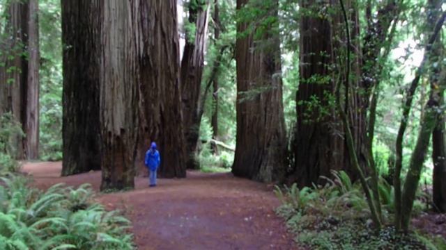 The Last of the Redwood Forest 2