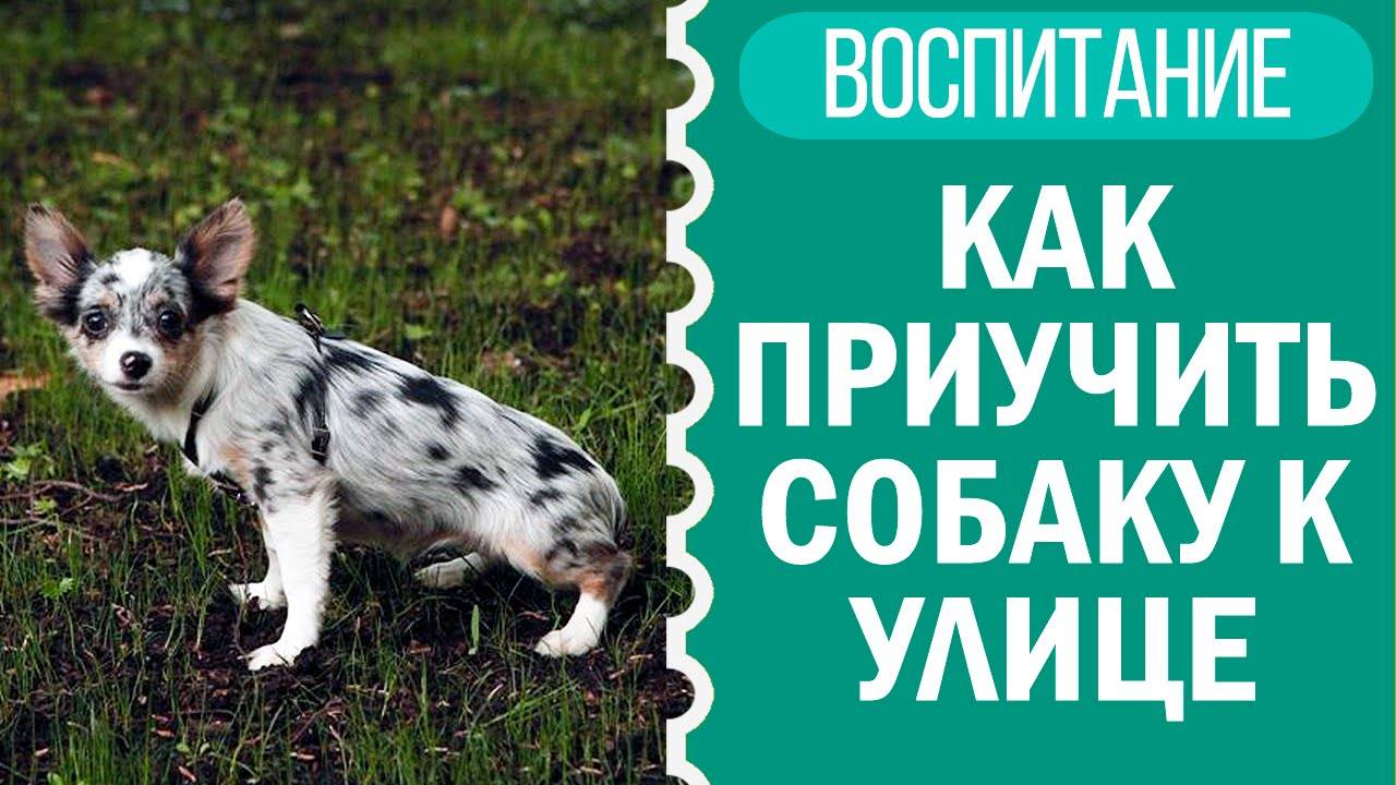 Как научить щенка ходить на улицу? Простые советы! 🐶