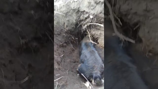 Ягды добывают лису