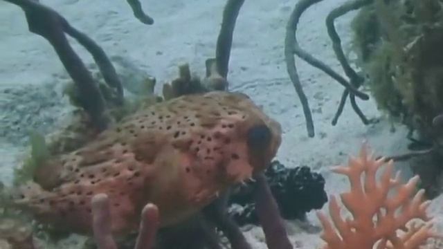 Coral Reef Marine Life Identification : Coral Reef Fish: Balloonfish