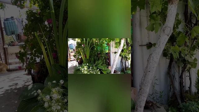 ЗАСАДЖЕНА МНОЮ БАТЬКІВСЬКА ДІЛЯНКА ЧЕРЕЗ РІК... #сад #дача #природа #растения #garden #рослини