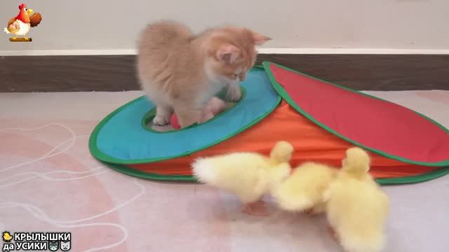 Утята и Цыплята - Кошки и котята (171) Хвостики да Усики ❣️🐈🐥