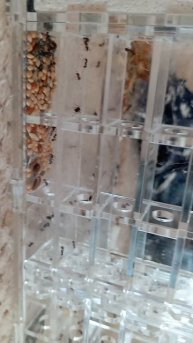 новые питомцы