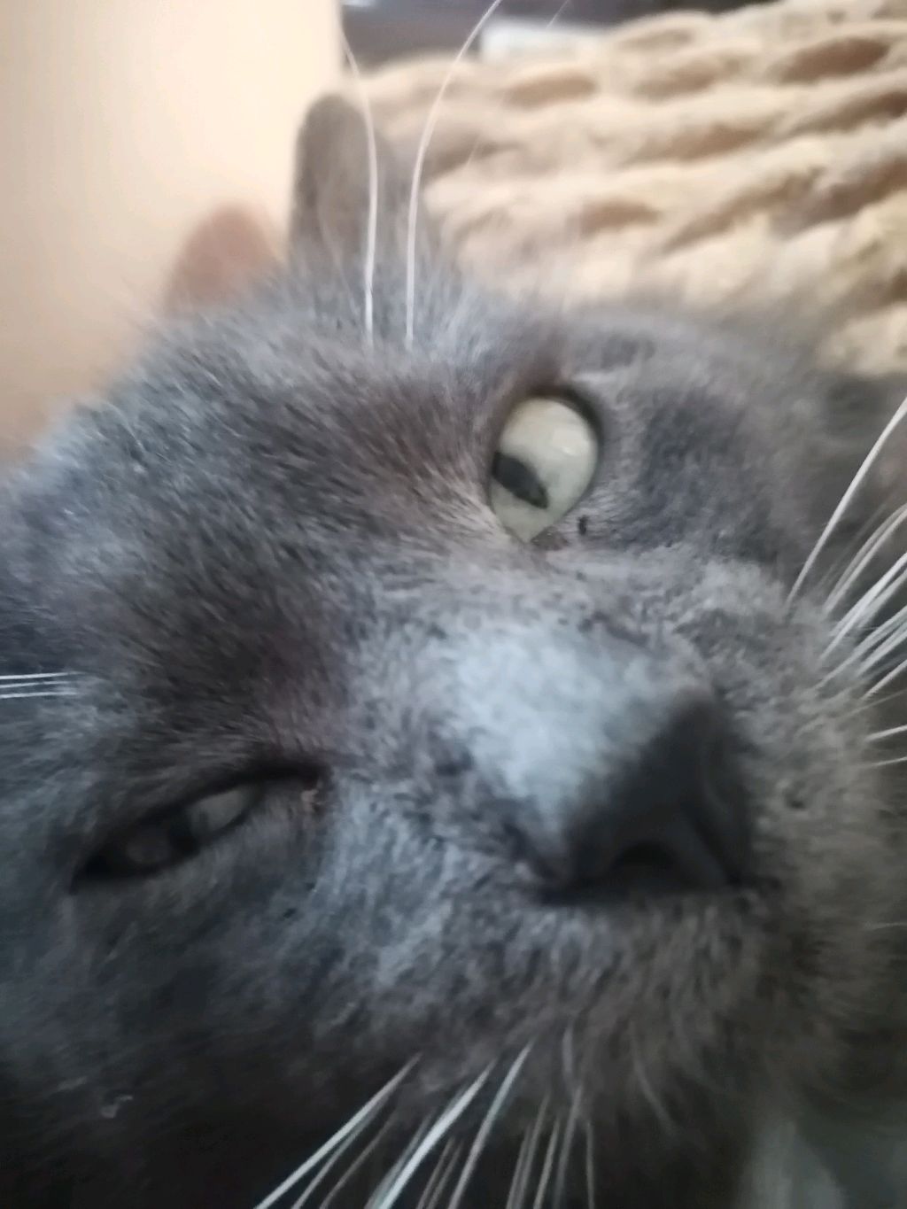 Я прикольный кот.?