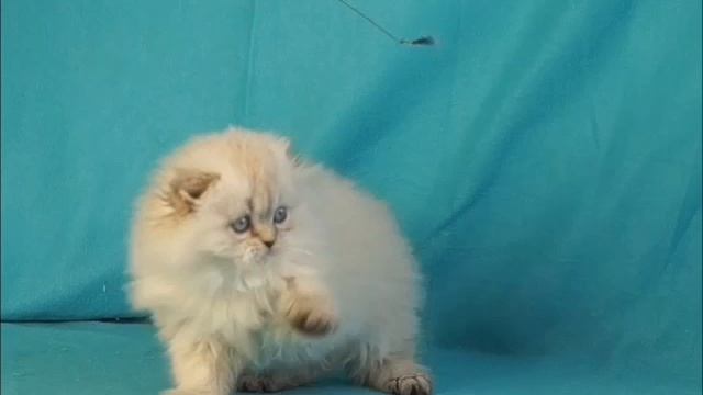 BrightCat Кошечка хайленд фолд, 2 месяца. Окрас сил линкс поинт, в домашние любимцы.