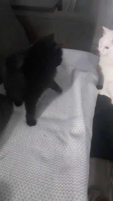 Драка котов