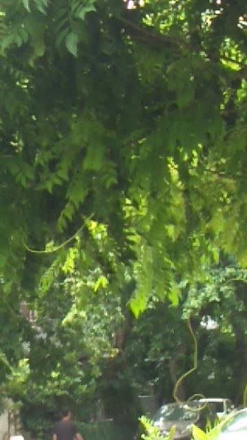 Dodder. is. swinging. pale. green. spaghetti. amid. the. gorse. excuse. to. stop. catch. my. breath