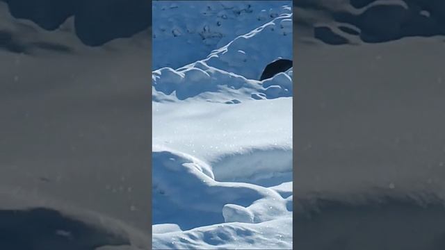 Голодный соболь пришел к людям