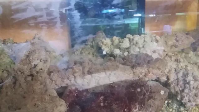 Зоомагазин АКВАРИУМ в Санремо, Италия. Лигурия