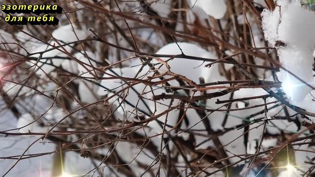 20 февраля народный праздник день Луки, Могущница, Феня спасовы коренья. Что нельзя делать. Приметы