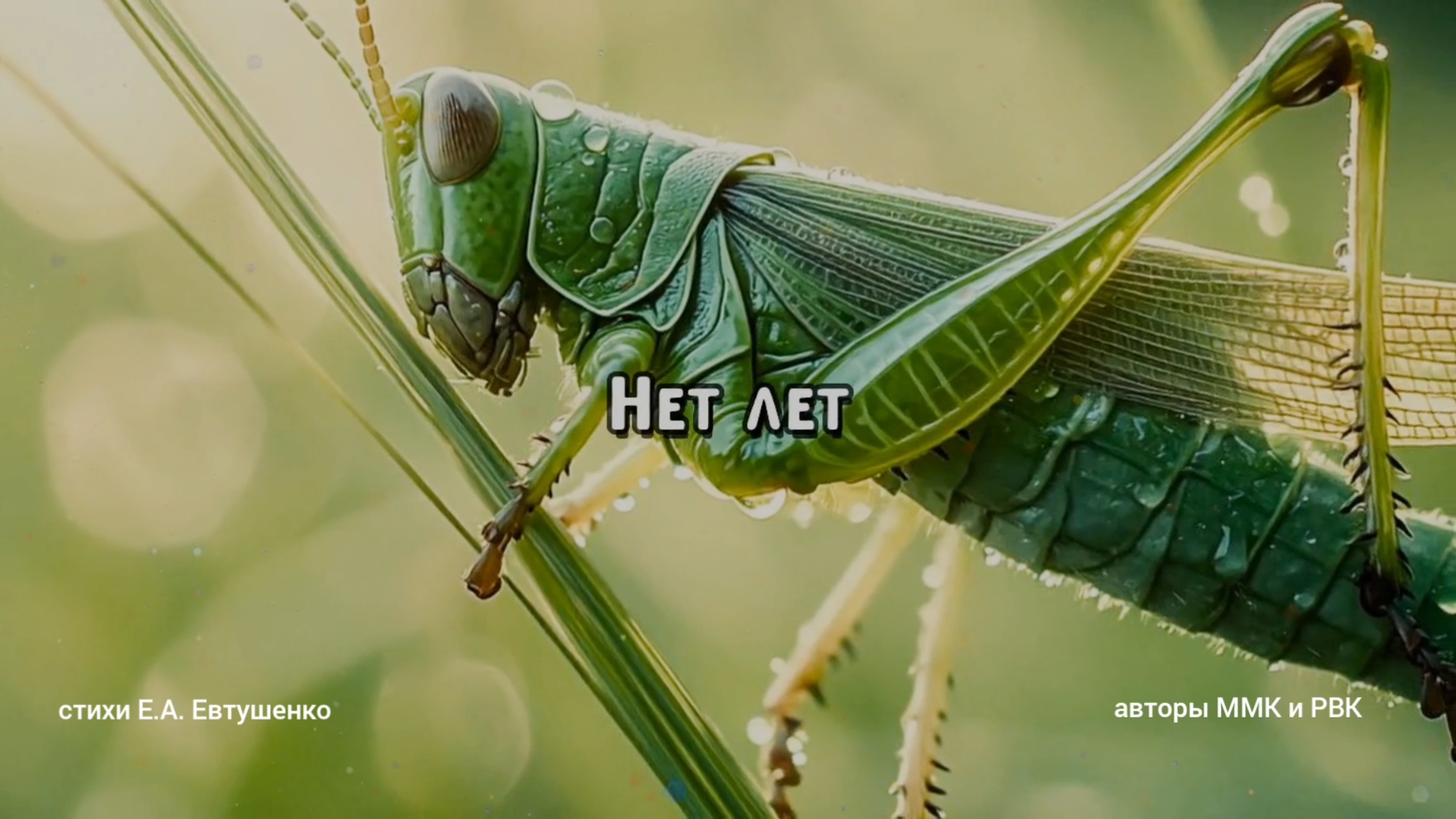 Нет лет