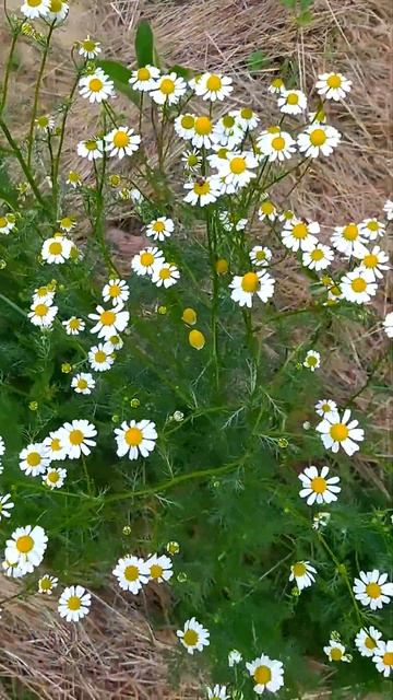 Kamilica / Chamomile #shorts #garden #viral #bašta