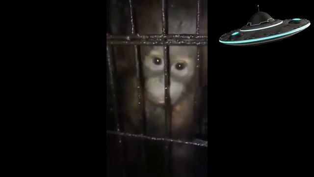 Baby orangutan caged