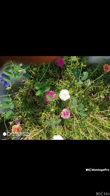 Types of table roses 💐💐💐in our garden