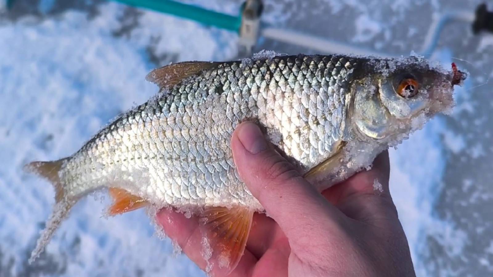 МОЯ САМАЯ КРУПНАЯ ПЛОТВА ЗИМОЙ! ЗИМНЯЯ РЫБАЛКА НА МОРМЫШКУ. ЛОВЛЯ ОКУНЯ И ПЛОТВЫ В ФЕВРАЛЕ.