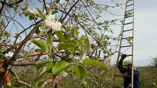 Bees are key to NY apple crop, break in the weather helps orchards