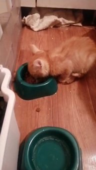 Рыжык посмотри