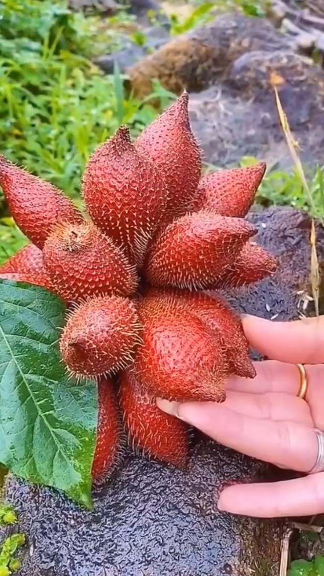 🌴САЛАК (змеиный фрукт) - плоды пальмы. #shorts #garden #советы
