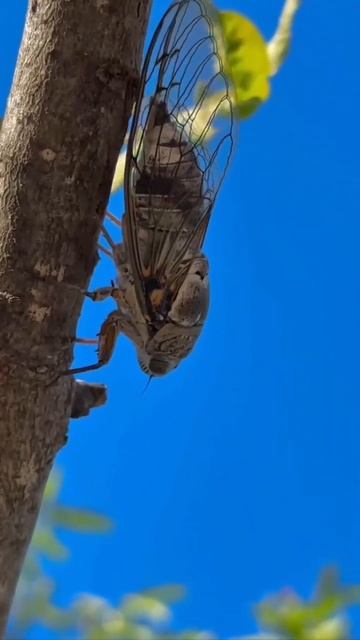 Скоро прилечу на всю Россию.Ждите🦗🦗🦗🦗🦗