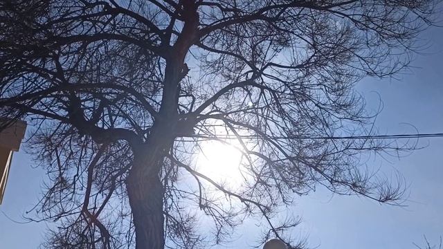 Прогуляемся Зимняя солнечная Евпатория Любимый платан #евпатория
