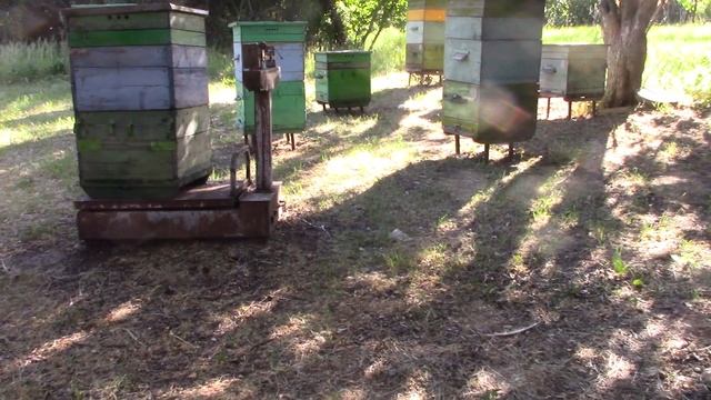 Моя  пасека  на  28  мая  2024 г