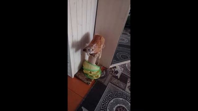 семья рыжих кошек