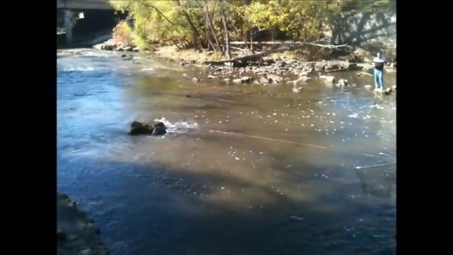 Salmon caught by Fly Fishing on the Root River in Racine, Wisconsin