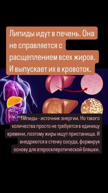 Здоровый и нездоровый жир