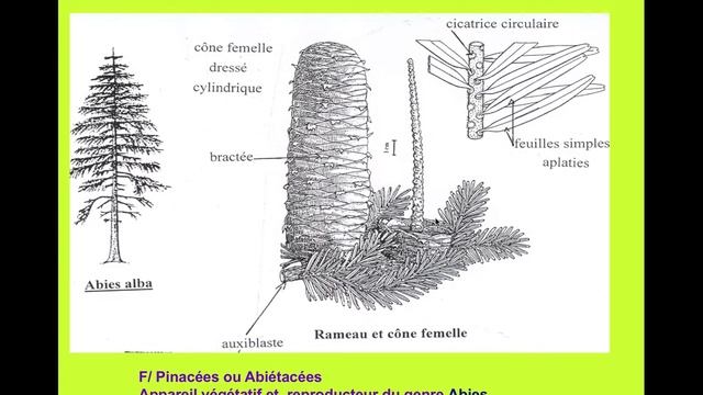 Gymnospermes | Floristique