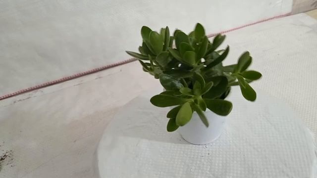 SKU - SUCCULENT44, Crassula Money Maker (Jade Plant) Succulent Plant