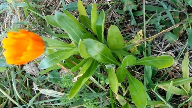 Calendula officinalis, Aynısefa, Öküzgözü, Nergis, gülümbahar, Marigold, Ringelblume