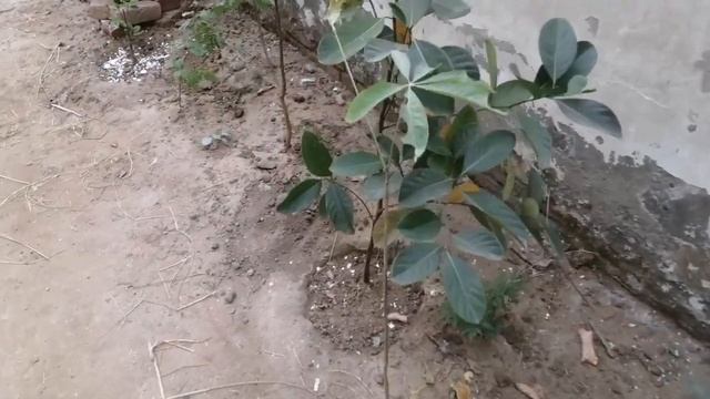 My Walnut / Akhroot Plant In Punjab From Air layering.. Grow Walnuts