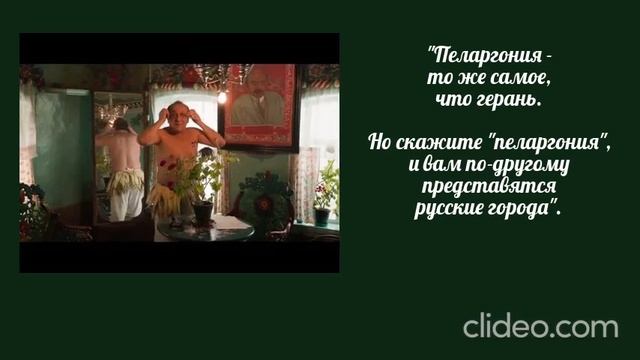 "Ангелы революции": герань и пеларгония