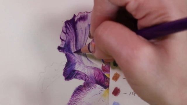 ✸ Techniques for Drawing Flowers ✸ Bearded Iris
